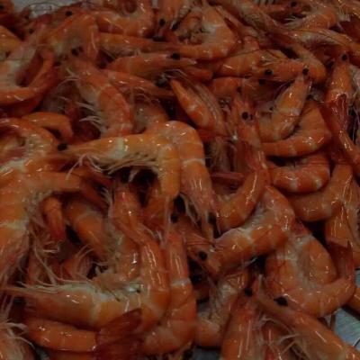 Cooked HOSO Vannamei